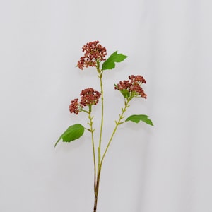 Może przedstawiać: Łodyga sztucznych kwiatów z kiściami małych, czerwonobrązowych pąków i zielonych liści. Łodyga jest jasnobrązowa. Kwiaty są na białym tle.