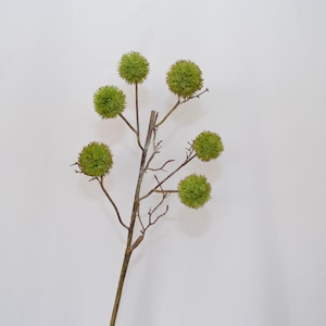 Könnte beinhalten: Ein Zweig mit mehreren grünen, flauschigen, runden Kugeln, die daran befestigt sind. Der Zweig ist braun und hat ein natürliches, rustikales Aussehen.