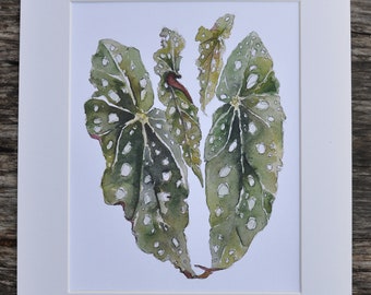 Watercolor Print: Begonia Maculata Foliage 8x10