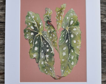 Watercolor Print: Begonia Maculata Foliage on Dusty Rose 8x10