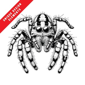 Conjunto de imágenes prediseñadas vectoriales de araña saltadora que mira fijamente hacia abajo: formatos EPS, SVG, PNG, ilustración vectorial original, descarga digital instantánea, diseño único