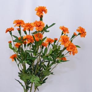 K&ouml;nnte beinhalten: Ein Strau&szlig; leuchtend orangefarbener Ringelblumen mit gr&uuml;nen Stielen und Bl&auml;ttern. Die Bl&uuml;ten sind voll erbl&uuml;ht und zeigen ihre geschichteten Bl&uuml;tenbl&auml;tter. Die Anordnung befindet sich vor einem schlichten wei&szlig;en Hintergrund, der die leuchtenden Farben der Blumen hervorhebt.