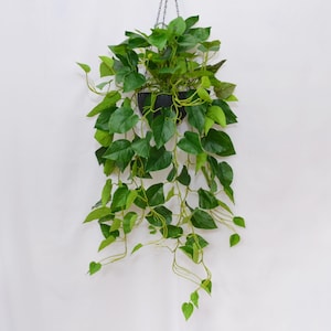 May include: A hanging artificial plant with vibrant green leaves cascading from a black pot. The plant is suspended by a silver chain against a plain white background, creating a simple, natural aesthetic.