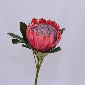 Artificial King Protea Flower, Realistic Faux Protea Stem, Floral Arrangement, Tropical Home Decor, Large Lifelike Bloom, Table Centerpiece
