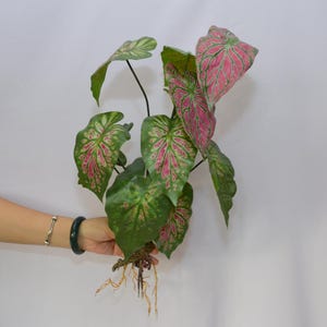 künstliche hortensien Künstliche Hortensien Weiß Gartenpflanze 52cm Deko kaufen main image 1