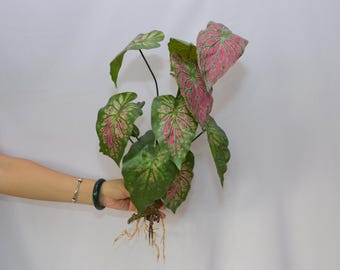 Artificial Caladium Plant with Roots and leaves , Real Touch Fake Houseplant, Home Arrangement, Faux Tropical Greenery, Home Garden Decor,