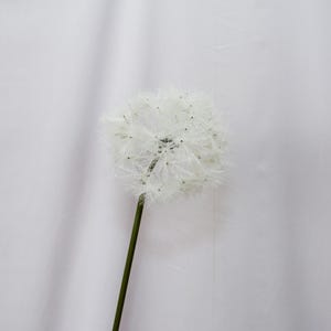 Op de afbeelding: Een witte paardenbloem met een groene stengel tegen een witte achtergrond. De zaadkop is rond en pluizig, met kleine zwarte zaden zichtbaar. De stengel is lang en recht.