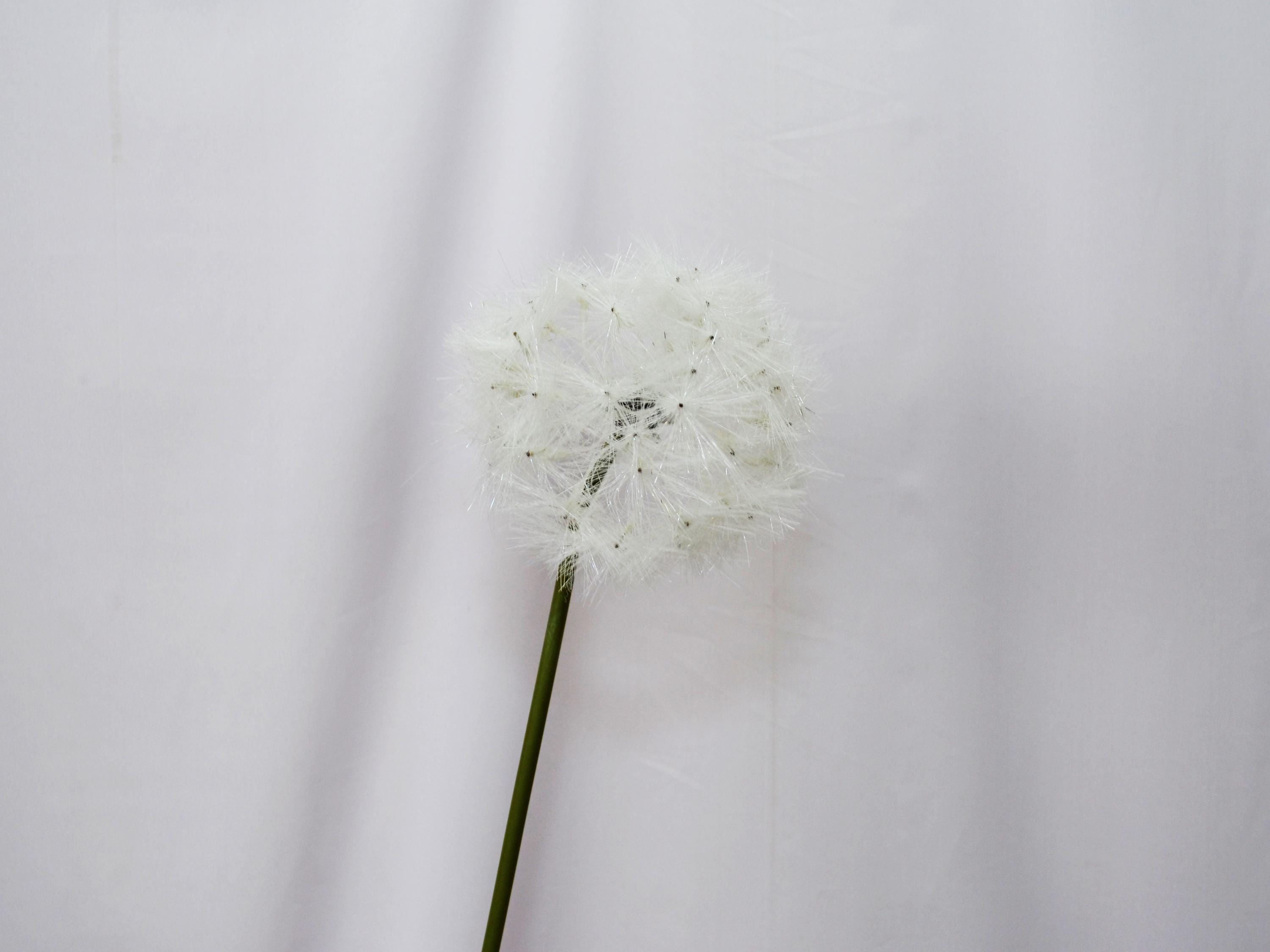 Knstliche pusteblume - Etsy.de
