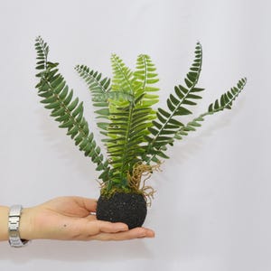 Puede incluir: Una planta de helecho verde en una maceta negra. La planta está en la mano de una persona.