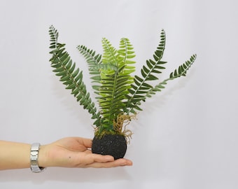 Kunstfarn mit Moosball und Wurzeln, Lebensechte Kunstfarnpflanze für Hausblumendekor, Innenarrangement, Tischgesteck