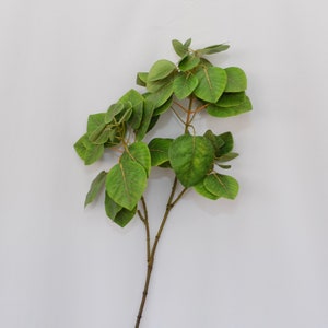 Può includere: Un singolo stelo di verde artificiale con foglie verdi. Le foglie sono disposte a grappolo nella parte superiore dello stelo.