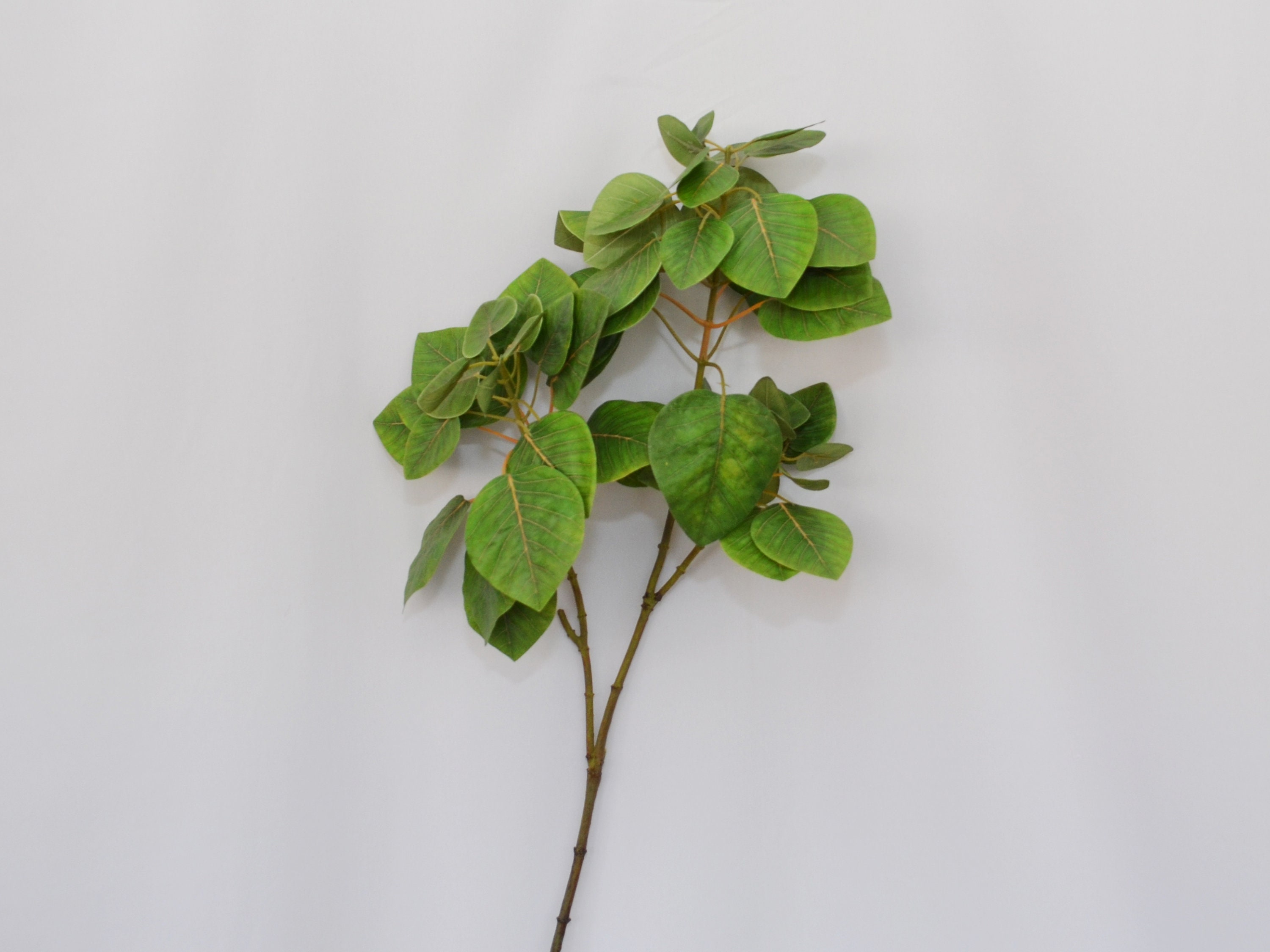 amydrium medium variegata Amydrium medium Variegata main image 0