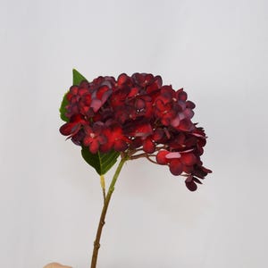 May include: A single stem of a burgundy hydrangea flower with a green leaf. The flower head is a cluster of small, tightly packed blossoms in shades of deep red and purple. The stem is brown and slender.