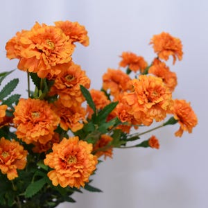 K&ouml;nnte beinhalten: Ein Strau&szlig; leuchtend orangefarbener Ringelblumen mit gr&uuml;nen Bl&auml;ttern. Die Bl&uuml;ten sind voll erbl&uuml;ht und zeigen ihre geschichteten Bl&uuml;tenbl&auml;tter und einen gelben Kern. Das Bild ist vor einem weichen, neutralen Hintergrund platziert, der die helle Blumenanordnung hervorhebt.