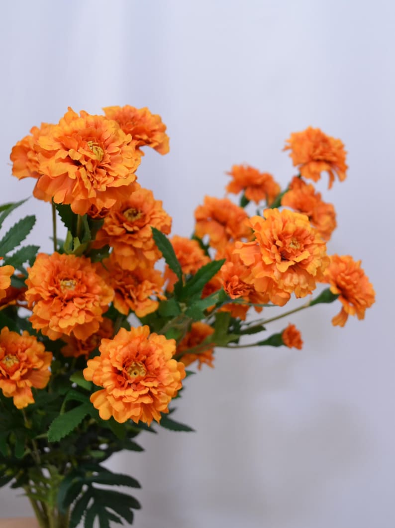 K&ouml;nnte beinhalten: Ein Strau&szlig; leuchtend orangefarbener Ringelblumen mit gr&uuml;nen Bl&auml;ttern. Die Bl&uuml;ten sind voll erbl&uuml;ht und zeigen ihre geschichteten Bl&uuml;tenbl&auml;tter und einen gelben Kern. Das Bild ist vor einem weichen, neutralen Hintergrund platziert, der die helle Blumenanordnung hervorhebt.