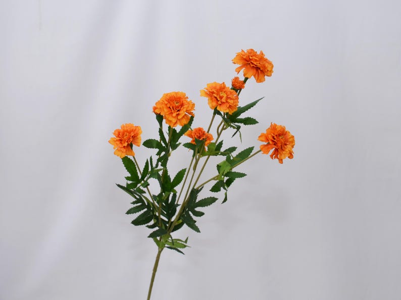 K&ouml;nnte beinhalten: Ein Stiel mit leuchtend orangefarbenen Ringelblumen mit gr&uuml;nen Bl&auml;ttern. Die Ringelblumen haben mehrere Bl&uuml;tenblattlagen, und die Bl&auml;tter sind tiefgr&uuml;n. Die Blumen stehen in voller Bl&uuml;te, und der Stiel ist lang und schlank.