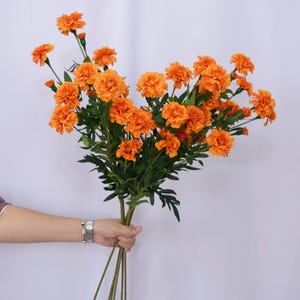 K&ouml;nnte beinhalten: Ein Strau&szlig; leuchtend orangefarbener Ringelblumen mit gr&uuml;nen Stielen und Bl&auml;ttern. Die Blumen werden in einer Hand vor wei&szlig;em Hintergrund gehalten. Die Ringelblumen bl&uuml;hen in voller Bl&uuml;te und zeigen ihre geschichteten Bl&uuml;tenbl&auml;tter.