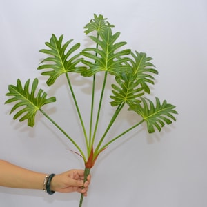angel plants snake Sansevieria Gabriella White Albo Variegated Snake Easy Care 4” Pot Hou main image 0