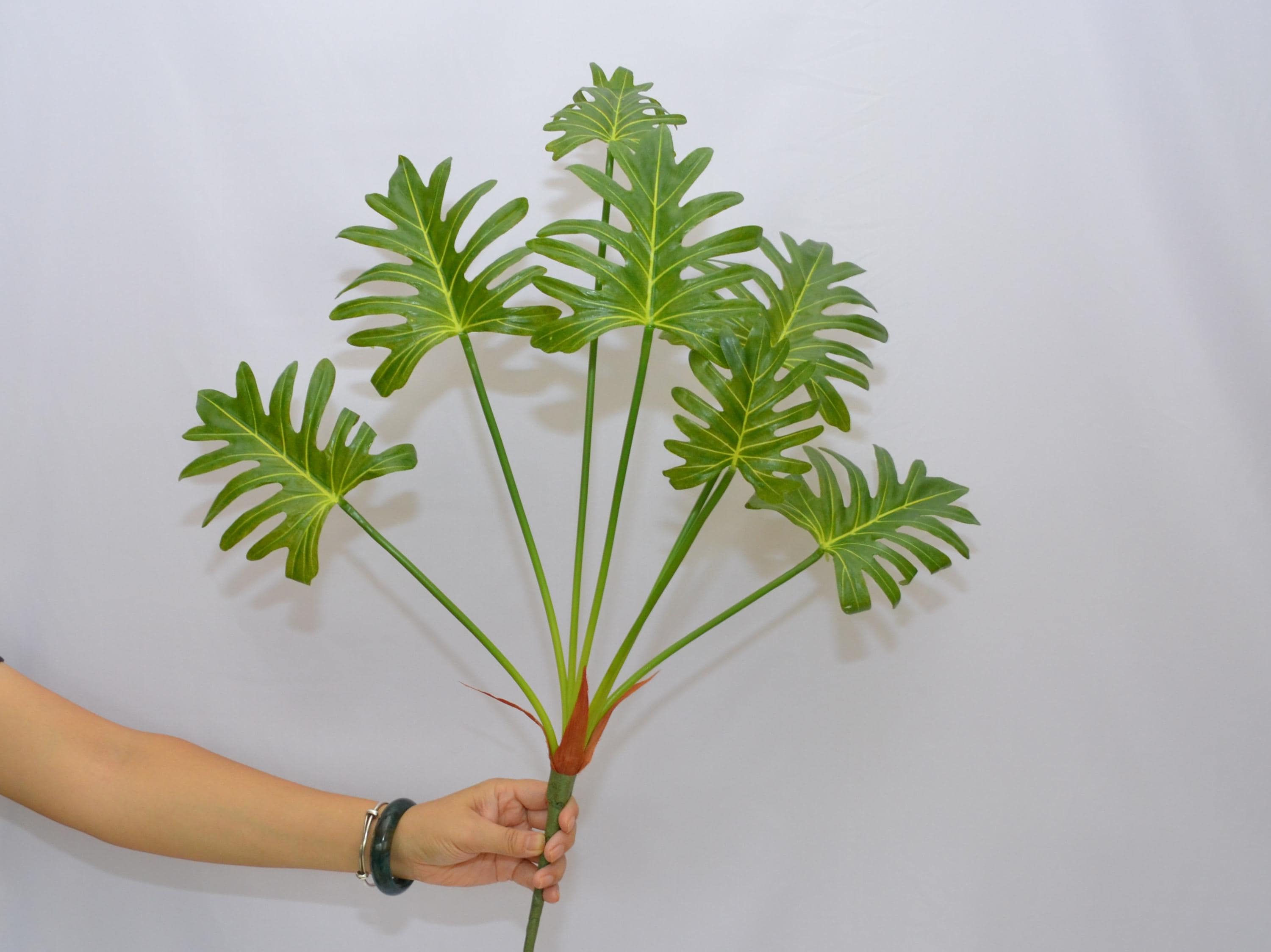 silver leaf pothos Pothos 'Silver Splash' | Indoor Plant | Tropical Plant | Potted Plant