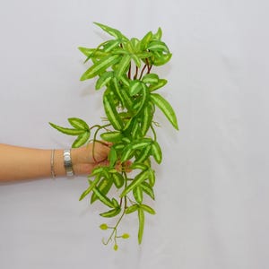 Puede incluir: Planta artificial verde brillante con hojas largas y delgadas y un patrón abigarrado. Las hojas son de color verde brillante con rayas verdes más claras. La planta tiene múltiples tallos y pequeños capullos amarillos.