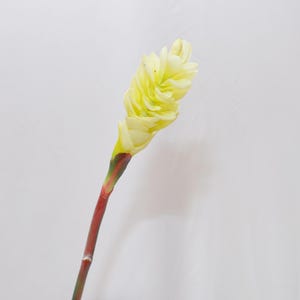 Artificial White Ginger Lily Stem, Tropical Floral Decor, Faux Hedychium Coronarium Flower, Ginger Flower Stem, Home Arrangement Filler