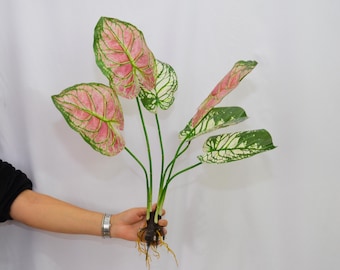Artificial Caladium Plant with Roots, Faux Tropical Leaves Greenery, Home Garden Decor, Real Touch Fake Houseplant, Home Floral Arrangement