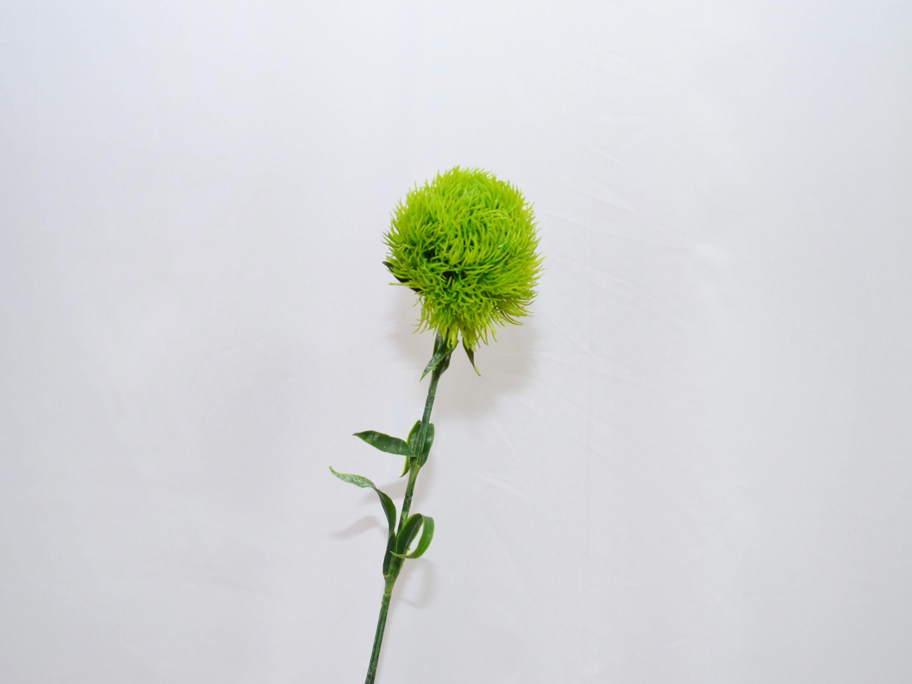 golden sedum plant Sedum Adolphi (Golden Sedum) main image 1