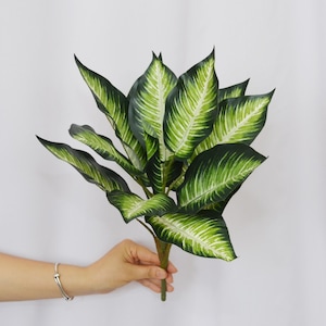 Aglaonema stripes - Etsy.de