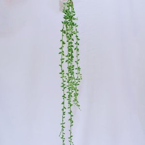 Puede incluir: Una larga hebra de planta suculenta verde en forma de collar de perlas colgando sobre un fondo blanco.