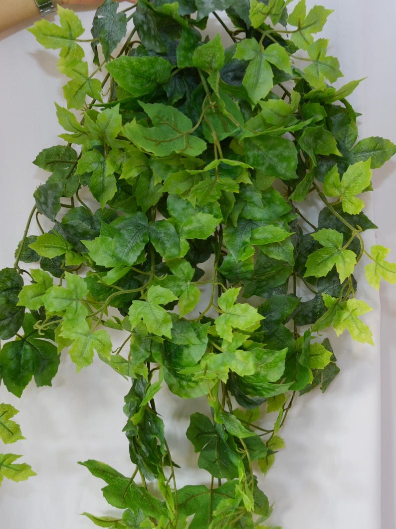 Pu&ograve; includere: Un lungo filo di edera artificiale verde con foglie di diverse dimensioni. L'edera pende dalla parte superiore dell'immagine.