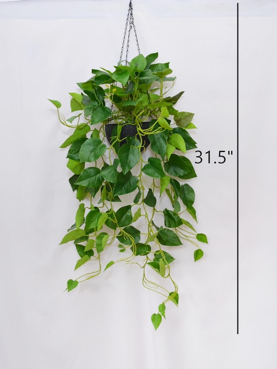 philodendron renauxii Philodendron 'Trouble Tonight' main image 1