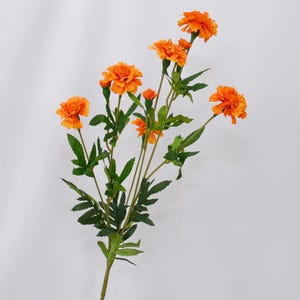 K&ouml;nnte beinhalten: Ein Stiel mit leuchtend orangefarbenen Ringelblumen mit gr&uuml;nen Bl&auml;ttern. Die Ringelblumen haben mehrere Bl&uuml;tenblattlagen, und die Bl&auml;tter sind lang und spitz. Der Stiel ist hellbraun und der Hintergrund ist wei&szlig;.