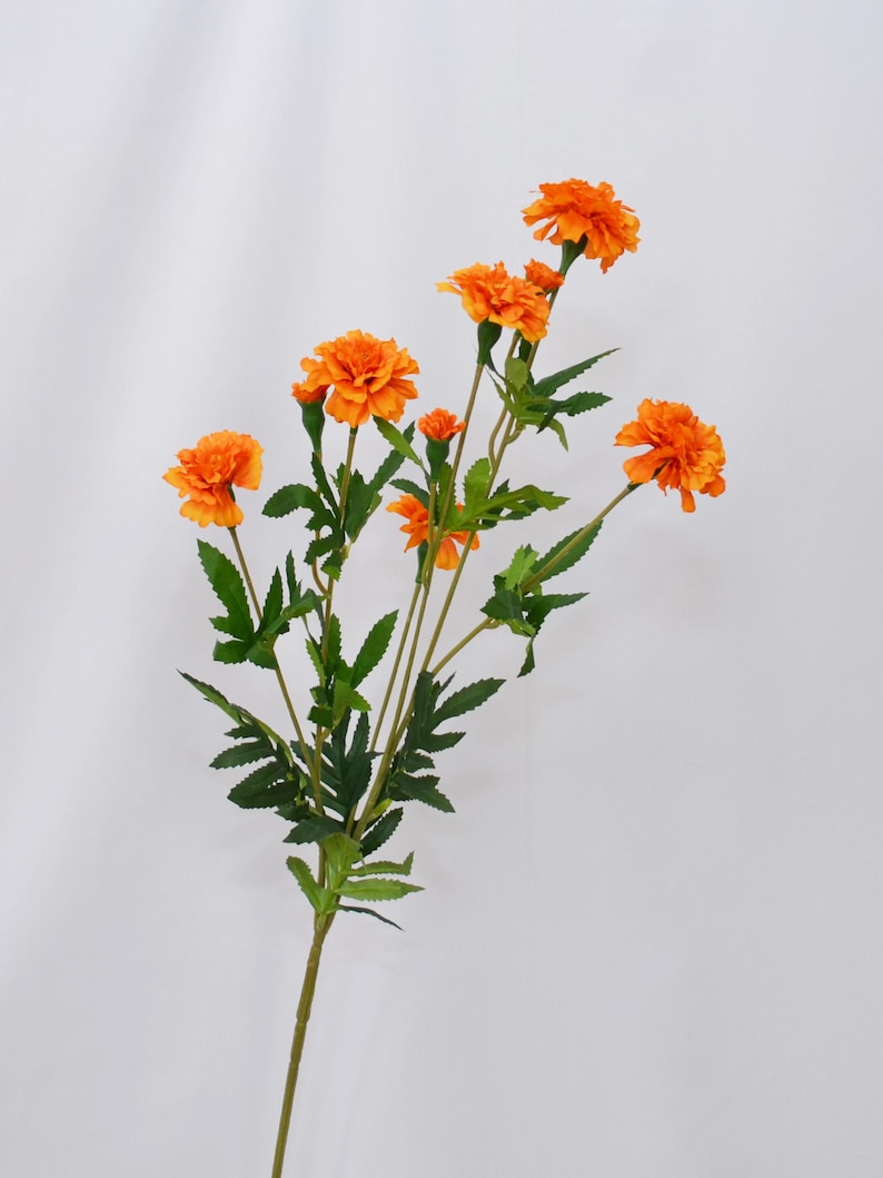 K&ouml;nnte beinhalten: Ein Stiel mit leuchtend orangefarbenen Ringelblumen mit gr&uuml;nen Bl&auml;ttern. Die Ringelblumen haben mehrere Bl&uuml;tenblattlagen, und die Bl&auml;tter sind lang und spitz. Der Stiel ist hellbraun und der Hintergrund ist wei&szlig;.