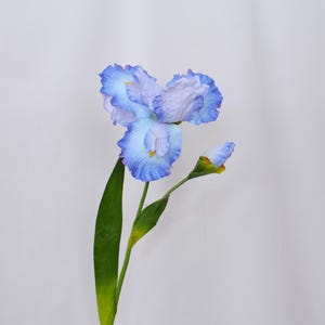 May include: A close-up of a light blue iris flower with ruffled petals and a yellow center. The flower is in full bloom, with a bud and a long green stem and leaf. The background is a plain white.