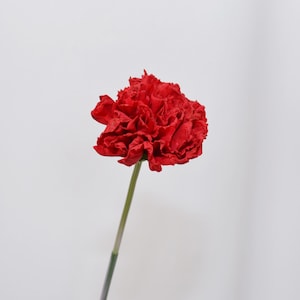 May include: A vibrant red carnation flower with ruffled petals, set against a plain white background. The flower's stem is a pale green color. This image showcases a single, fully bloomed carnation.