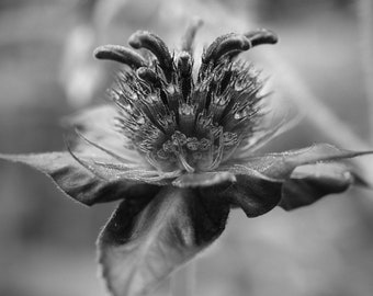 Bee Balm Black and White Photograph | Printable Floral Wall Art | Instant Download | Minimalist | Monarda Print