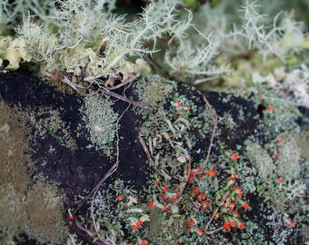 Lichens Fine Art Photograph | Nature Wall Art | Fine Art Photography | Printable Wall Art | Instant Download | Forest Print