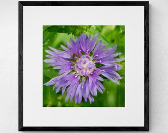 Purple Aster Fine Art Photograph Set of 3 | 3 Piece Wall Art | Purple Wall Art | Botanical Wall Art | Set of Three Prints | Above Bed Art