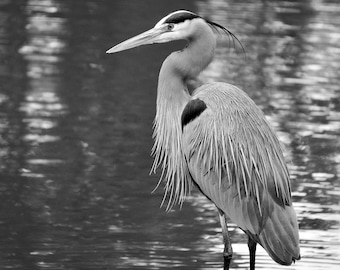 Blue Heron Black and White Photographs | Set of 2 | Printable Wall Art | Instant Download | Nature Wall Art | Fine Art Photography