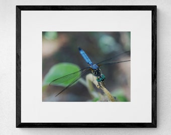 Dragonfly Fine Art Photograph Set of 3 | 3 Piece Wall Art |  Dragonfly Wall Art | Nature Wall Art | Dragonfly Gift | Nature Photography