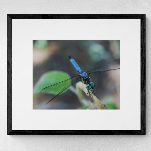 Dragonfly Fine Art Photograph Set of 3 | 3 Piece Wall Art |  Dragonfly Wall Art | Nature Wall Art | Dragonfly Gift | Nature Photography