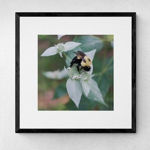 Mountain Mint Fine Art Photograph Set of 3 | 3 Piece Wall Art | Bee Wall Art | Sage Green Wall Art | Botanical Print | Farmhouse Decor