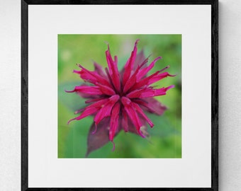 Bee Balm Fine Art Photograph Set of 3 | 3 Piece Wall Art | Burgundy Wall Art | Monardo Photographs | Botanical Prints | Three Piece Wall Art