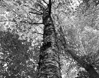 Birch Tree Black and White Photograph | Fine Art Photography | Printable Instant Download | Minimalist | Office Wall Art | Above Desk Art