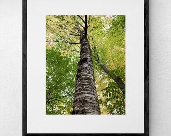 Yellow Birch Fine Art Photograph | Nature Print | Tree Print | Tree Wall Art | Green and Gold | Yellow Green Decor | Forest Photography