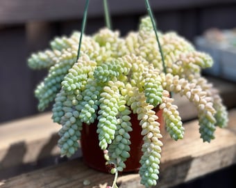 6inch Burros Tail, Donkey Tail, Sedum, Succulent Hanging Plant Lover Gift for Plant Collectors