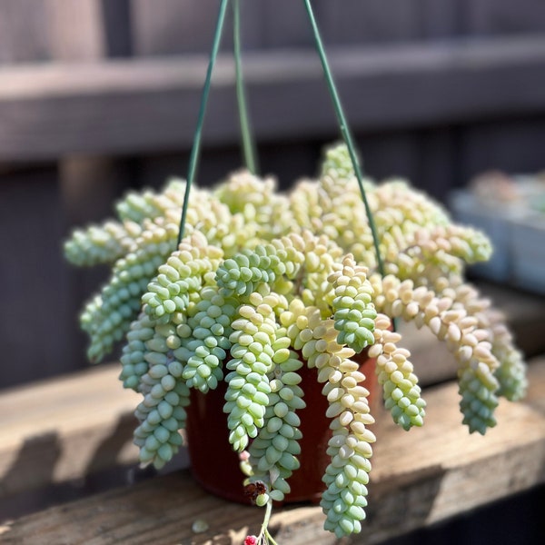 6inch Burros Tail, Donkey Tail, Sedum, Succulent Hanging Plant Lover Gift for Plant Collectors