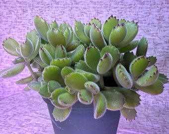 Cotyledon Bear Paws Succulent, Cotyledon Tomentosa Potted Plant Indoors for Home Decor Gift-for Plant Lovers