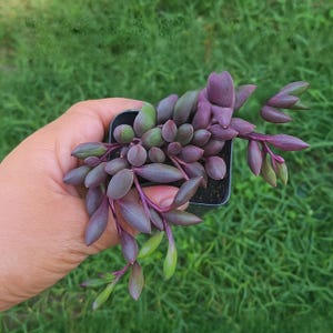 String of Rubies Succulent | Live Ruby Necklace Trailing Plant