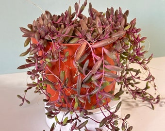 String of Ruby Succulent, Ruby Necklace Succulent, Othona Capensis, String of Ruby Necklace Succulent, in 6-inch Hanging pot